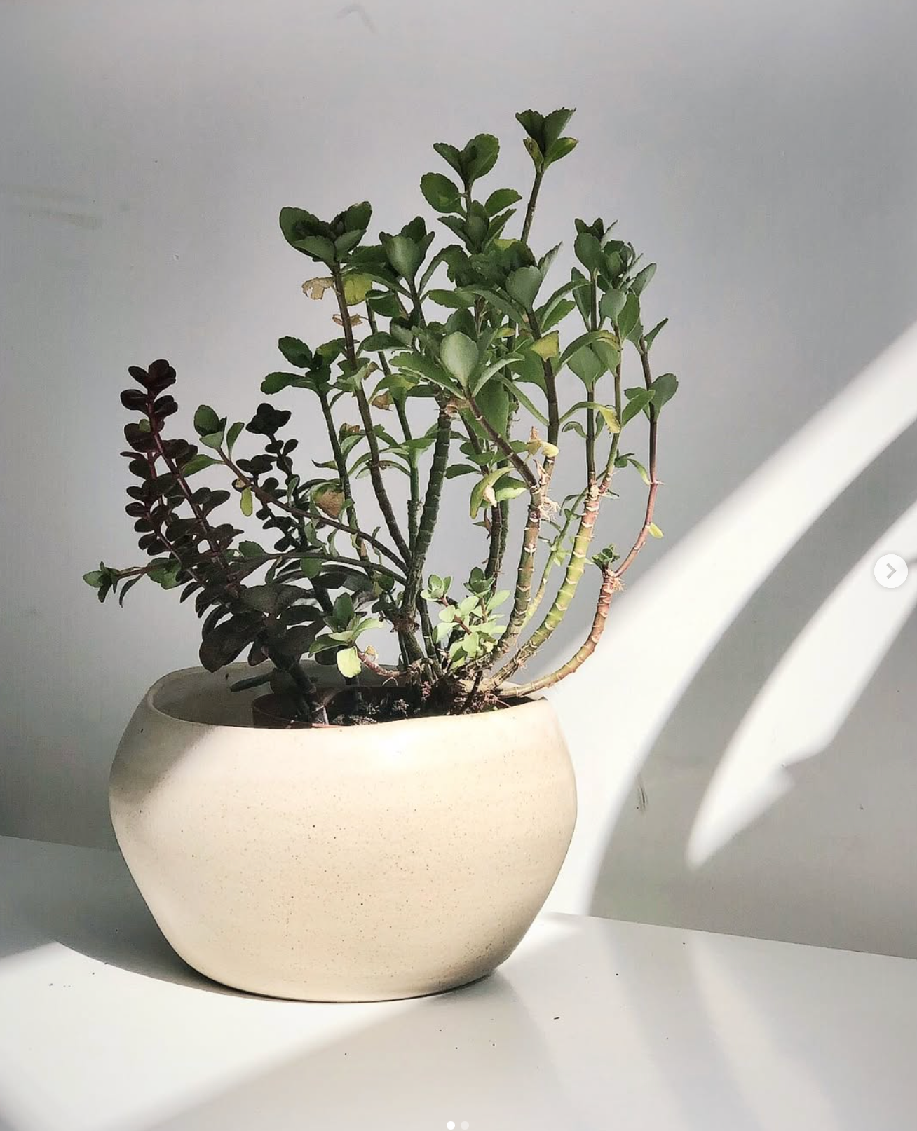 Planters